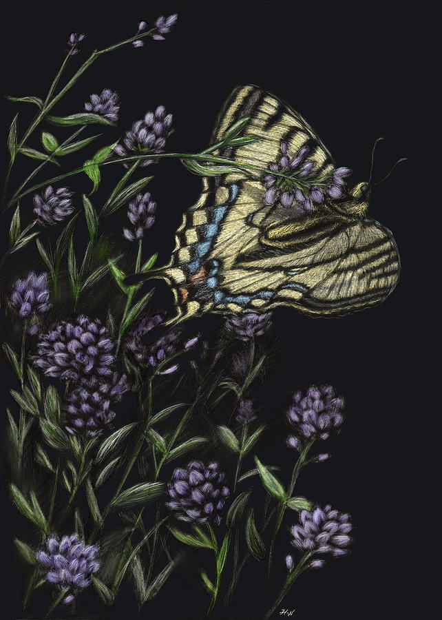 Butterfly Drawing - Balancing Act by Heather Ward