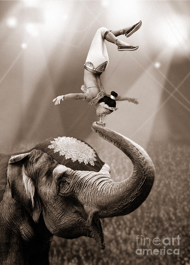 Elephant Photograph - Balancing Act by Jon Neidert
