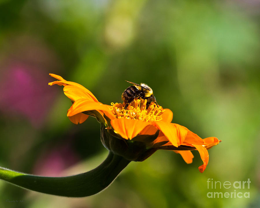 Balancing Bumblebee Photograph by Ms Judi