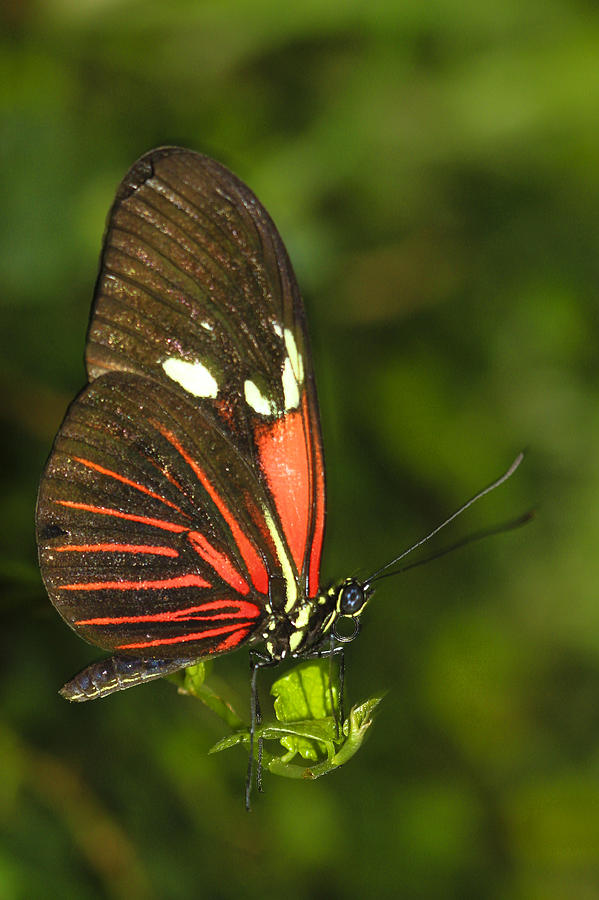 Balancing Butterfly Photograph by Sonya Lang