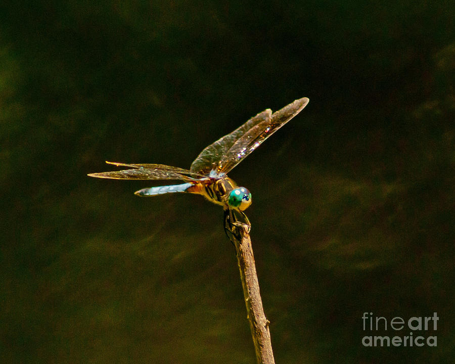 Balancing Dragonfly Photograph by Stephen Whalen