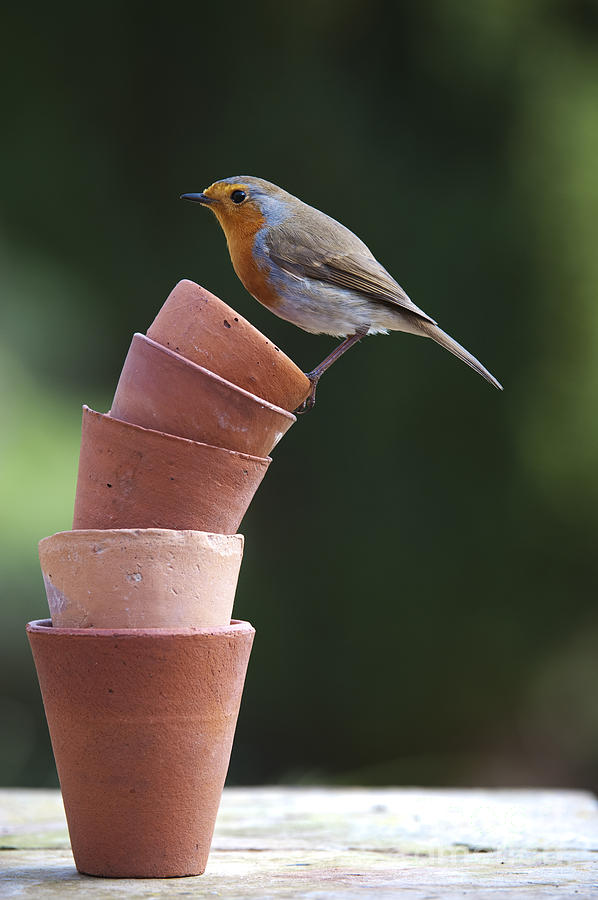 Robin Photograph - Its a Balancing Act by Tim Gainey