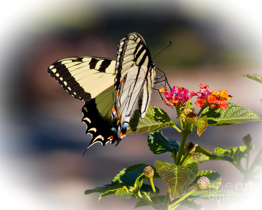 Butterfly Photograph - Balancing by TN Fairey