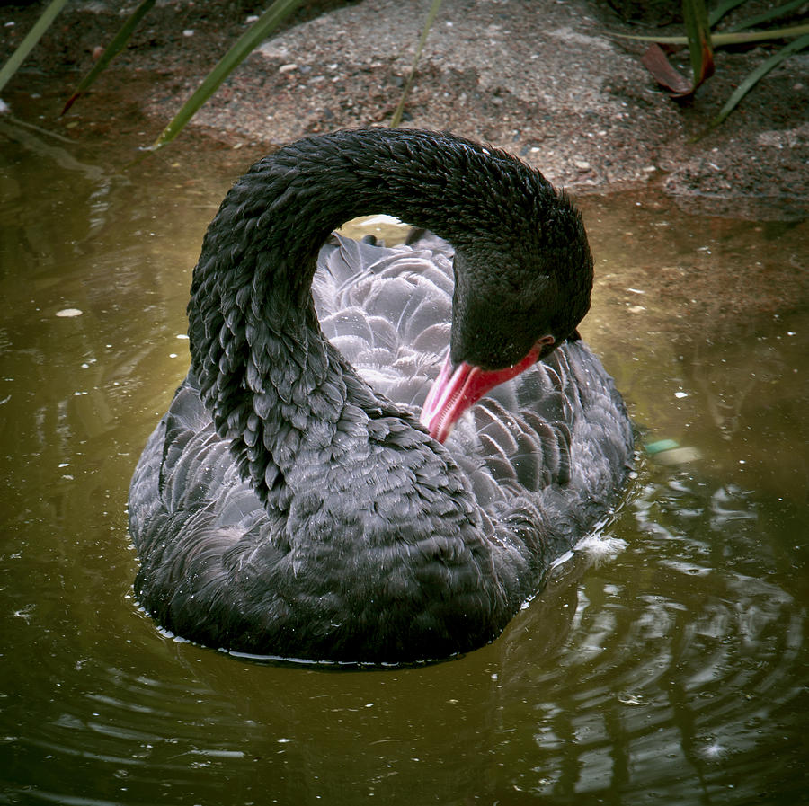 Swan Photograph - Black Swans Zen Pose by Her Arts Desire
