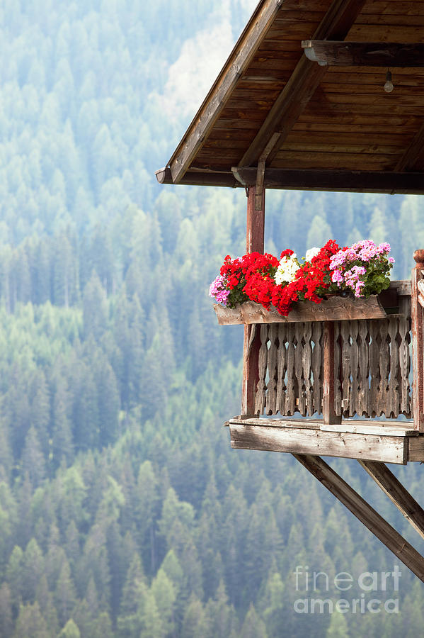 Balcony overlooking the forest Photograph by Matteo Colombo