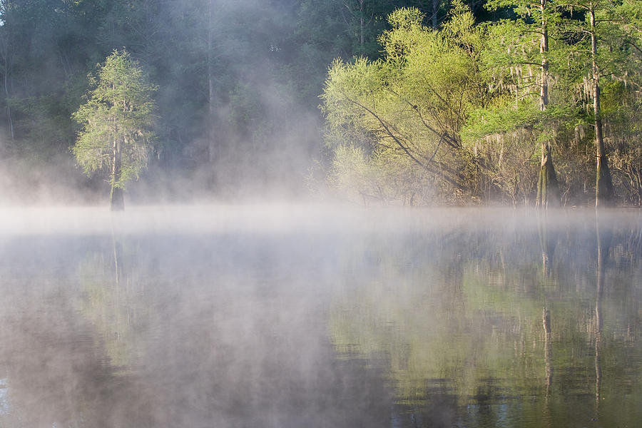 Bald Cypress And Willows On Foggy Photograph by Jeffrey Lepore - Fine ...