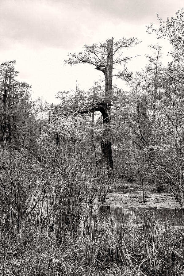Bald Cypress - axodium distichum Black and White Photograph by Kathy Clark