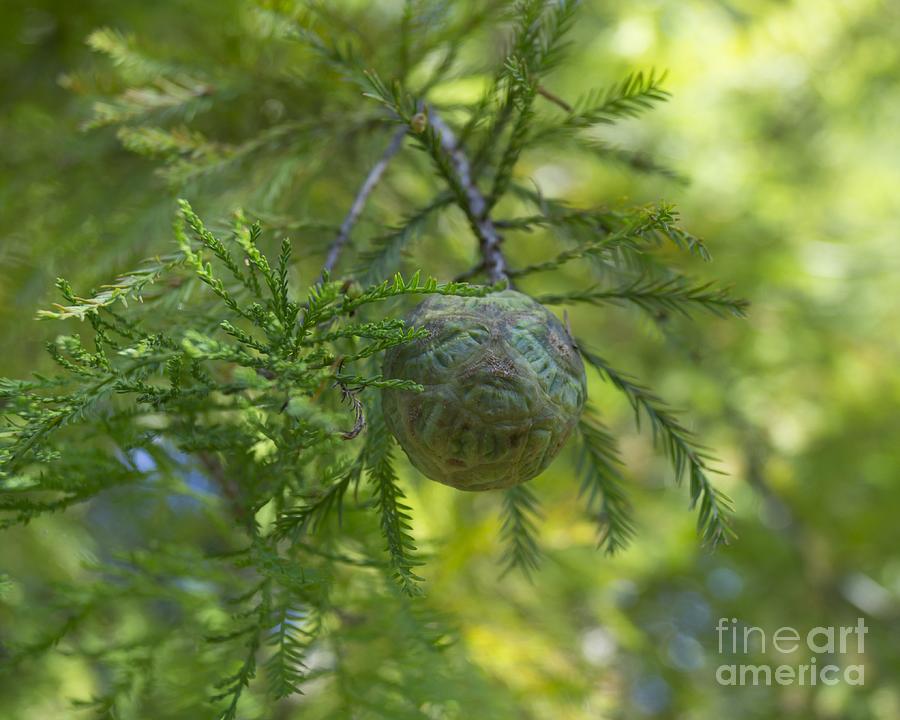 Bald Cypress Cone and Foliage Photograph by MM Anderson