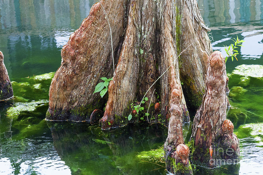 Bald Cypress in Water Photograph by Diane Macdonald