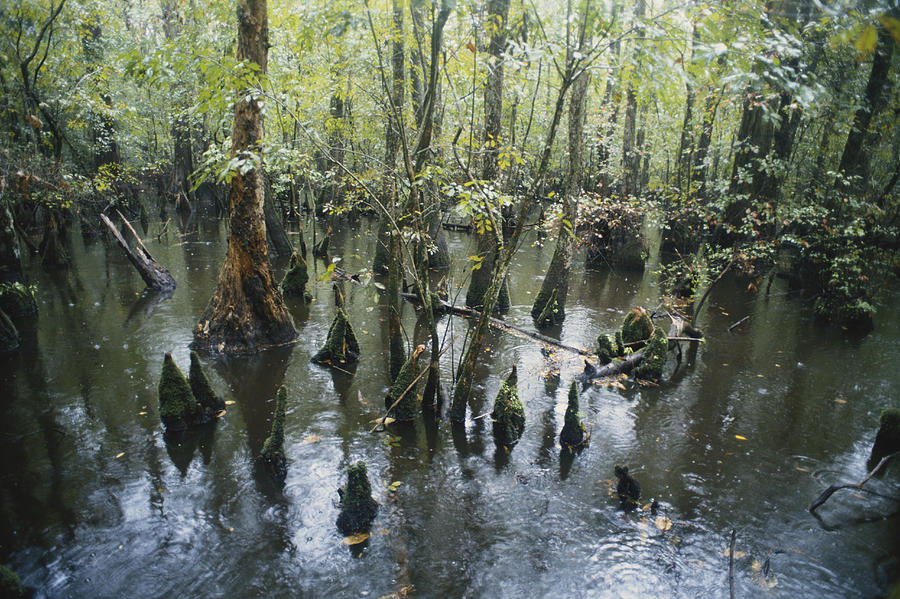 Bald Cypress Knees Photograph by Gary Retherford