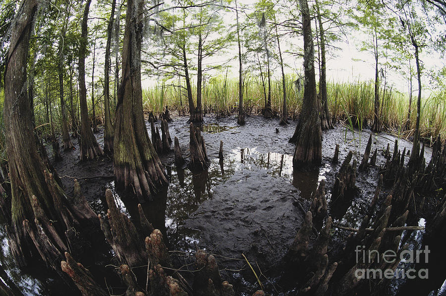 Bald Cypress Knees Photograph by Gregory G. Dimijian, M.D.