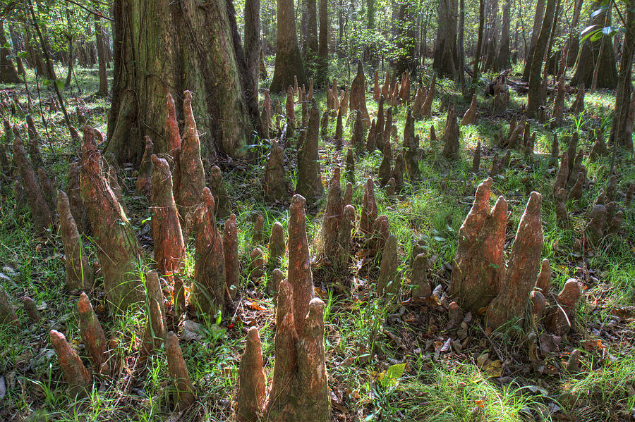 Bald Cypress Knees in Congaree National Park Photograph by Pierre Leclerc Photography
