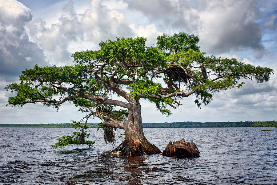 Bald Cypress Photograph by Nikolyn McDonald - Fine Art America