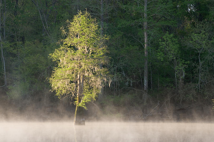 Bald Cypress On Foggy Morning Photograph by Jeffrey Lepore