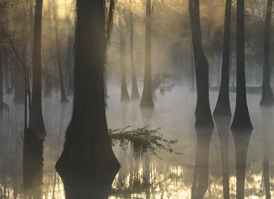 Bald Cypress Swamp At Dawn Lake Fausse Photograph by Tim Fitzharris