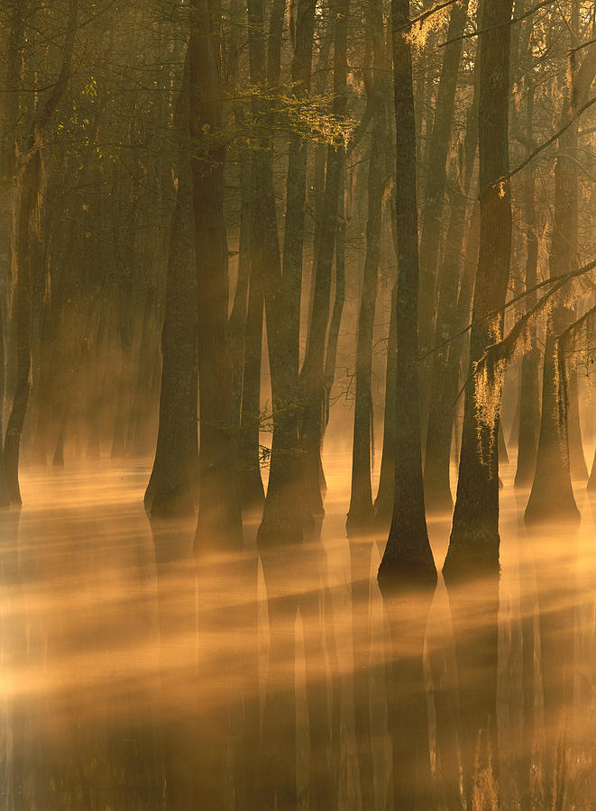 Bald Cypress Swamp Calcasieu River Photograph by Tim Fitzharris