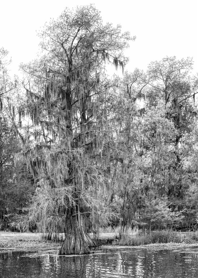 Bald Cypress Swamp in Black and White Photograph by Kathy Clark