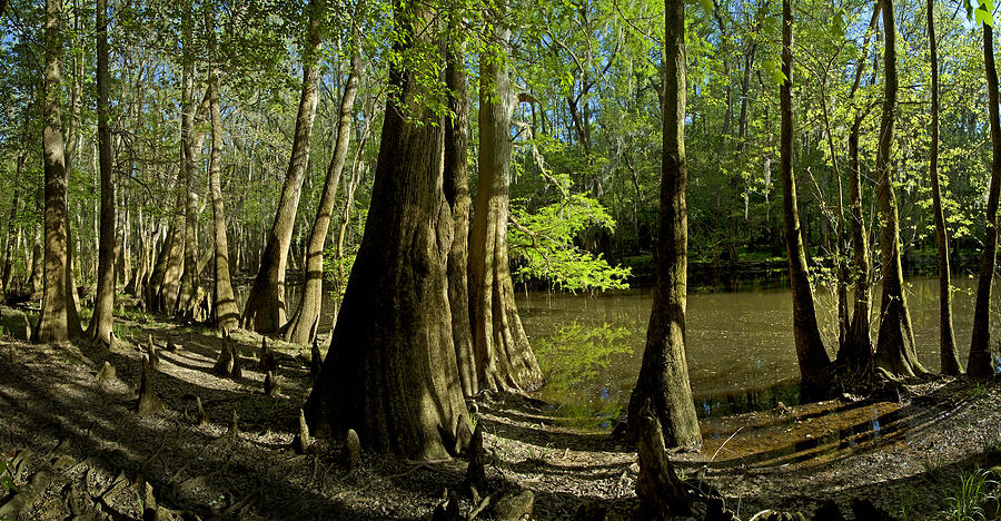 Bald Cypress Swamp Photograph by Kenneth Murray