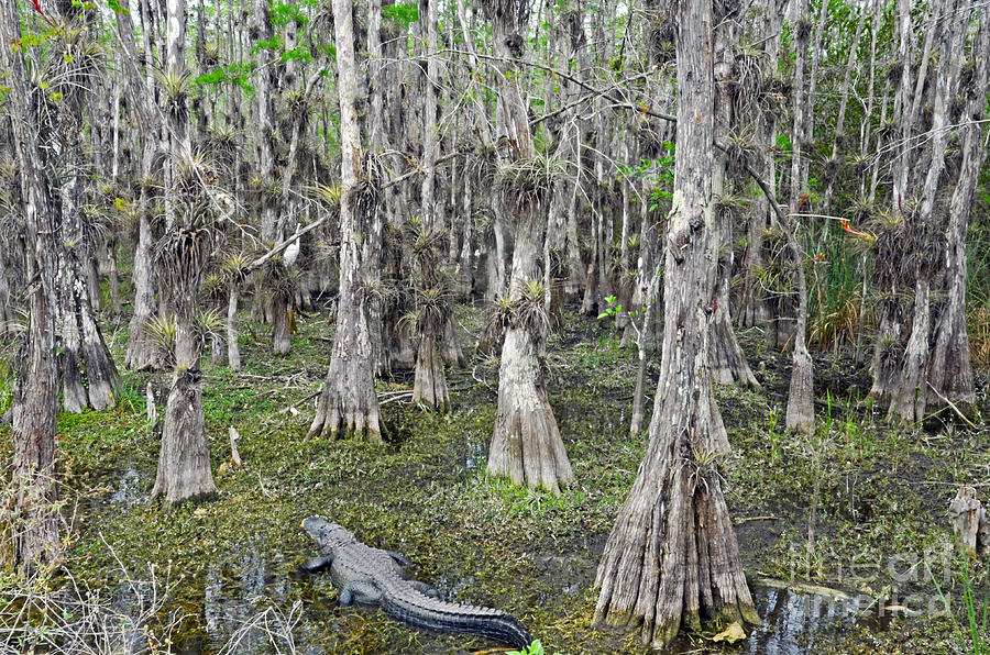 Bald Cypress Swamp With Alligator Photograph by John Serrao