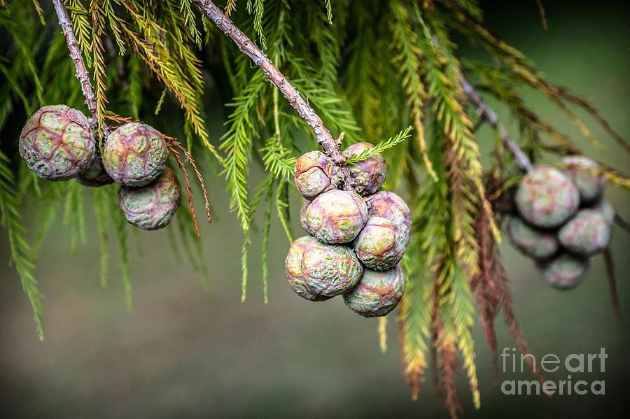 Bald Cypress tree seed pods Photograph by Imagery by Charly