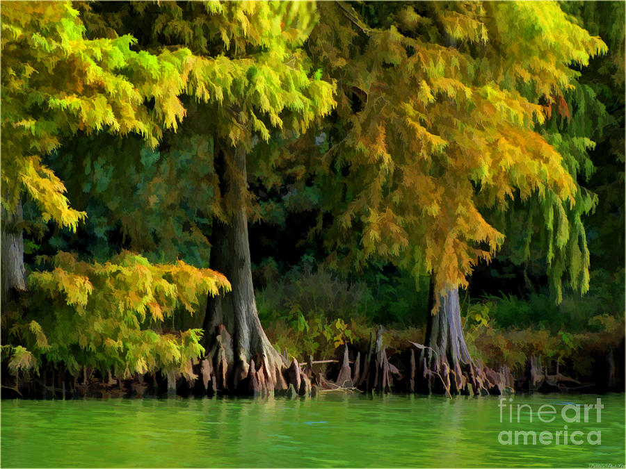 Bald Cypress trees 1 - Digital effect Photograph by Debbie Portwood