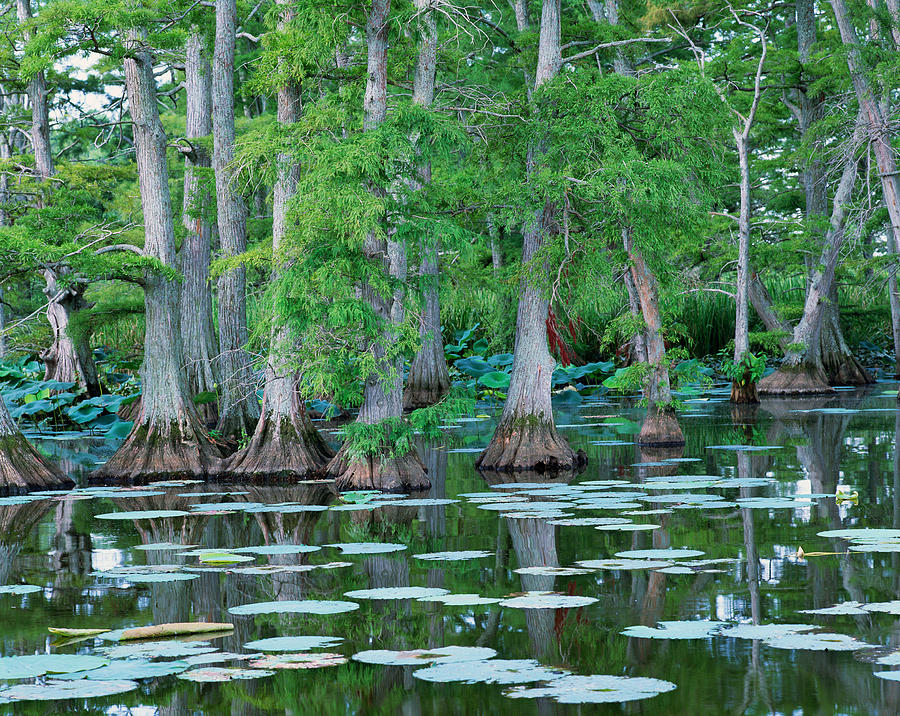 Bald Cypress Trees Photograph by Byron Jorjorian