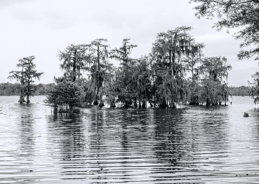 Bald Cypress Trees in Black and White Photograph by Kathy Clark