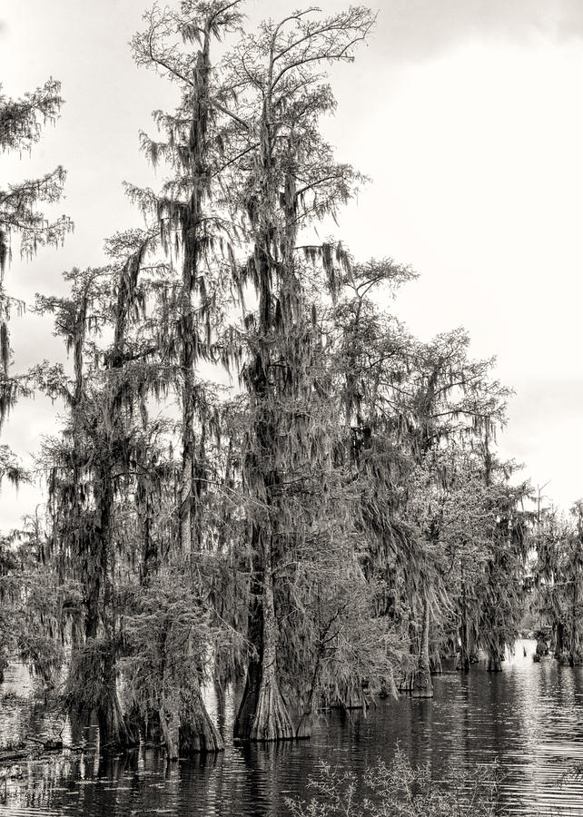 Bald Cypress Trees in Louisiana Bayou Photograph by Kathy Clark