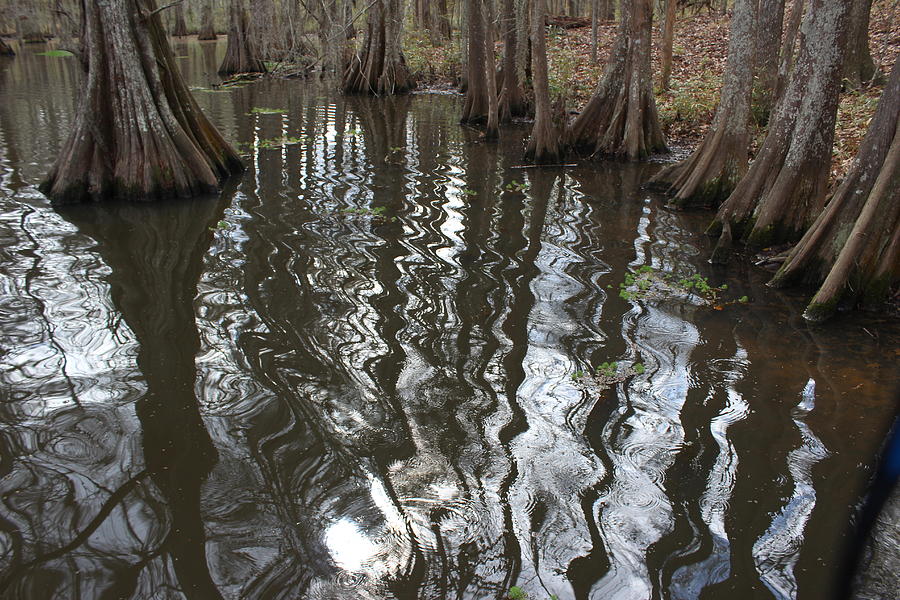 Bald Cypress trees standing in rippling water Photograph by Toni and Rene Maggio