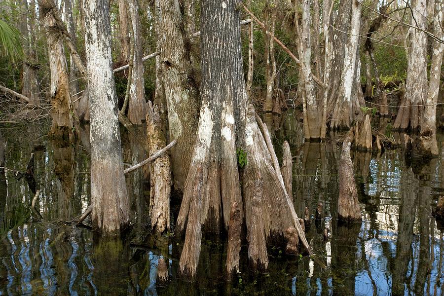 Bald Cypress Trees (taxodium Distichum) Photograph by Bob Gibbons/science Photo Library