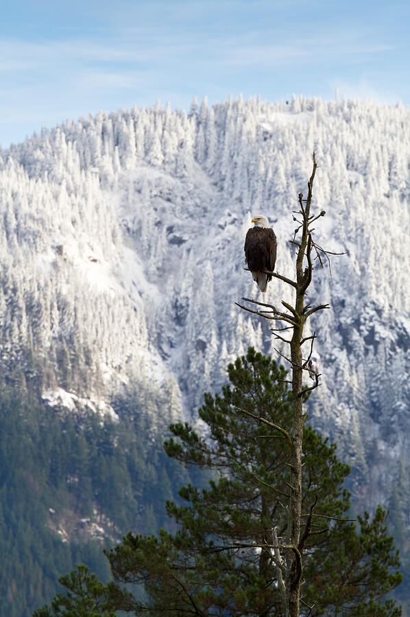 Animal Photograph - Bald Eagle - Haliaeetus leucocephalus by Michael Russell