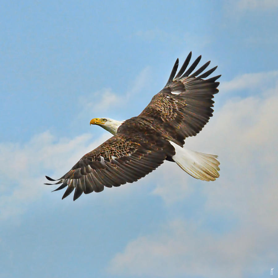 Bald Eagle 05.30.2014 Photograph by Jai Johnson