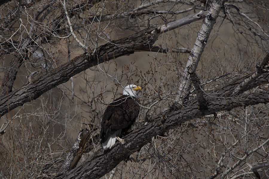 Bald Eagle 1 Colorado Photograph by Ernest Echols