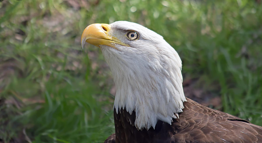 Bald Eagle 1 Photograph by Kenneth Albin