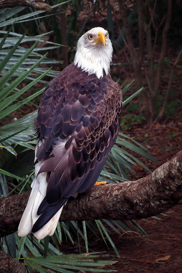 Bald Eagle - 1 Photograph by Nikolyn McDonald