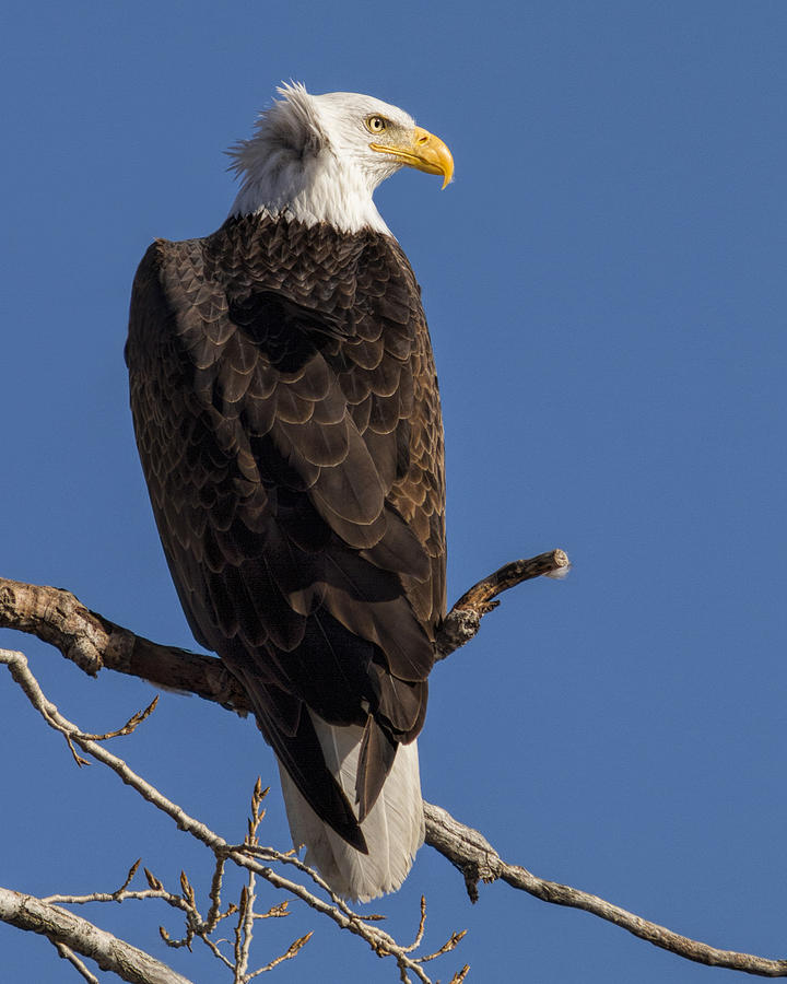 Bald Eagle 1 Photograph by Rob Graham