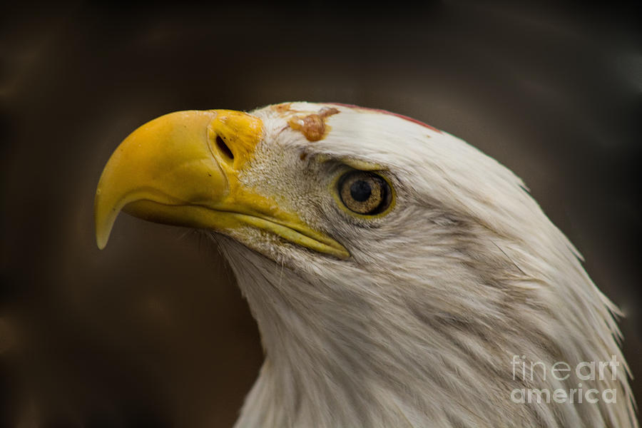 Eagle Photograph - Bald Eagle 1 by Steven Parker Eagle Photograph - Bald Eagle 1 by Steven Parker