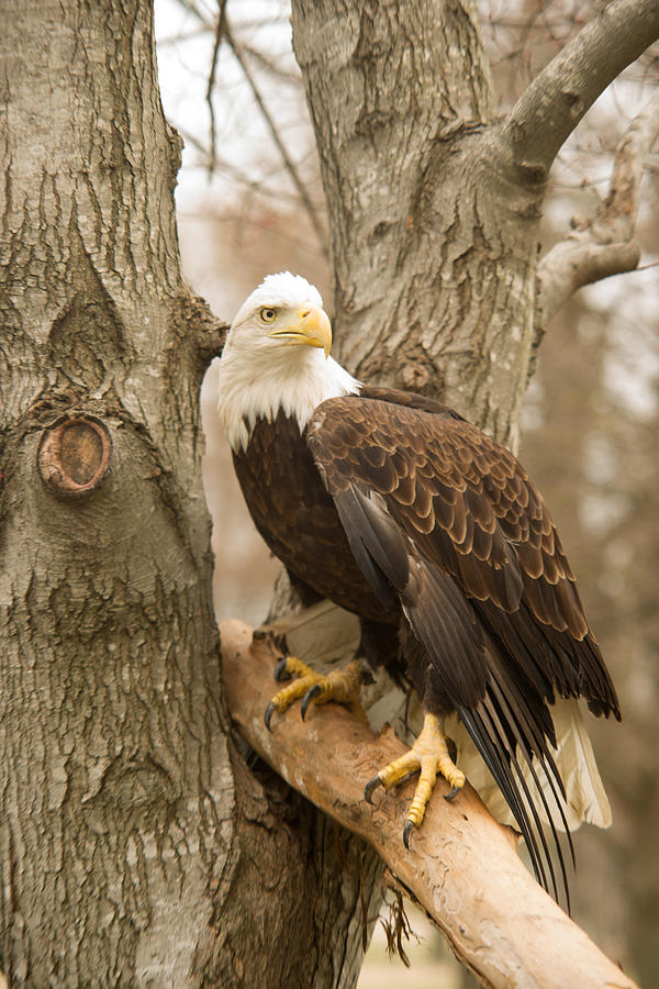 Eagle Photograph - Bald Eagle 12 by Douglas Barnett