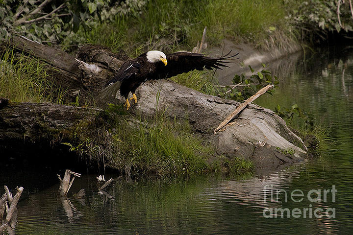 Bald Eagle  #1262 Photograph by J L Woody Wooden