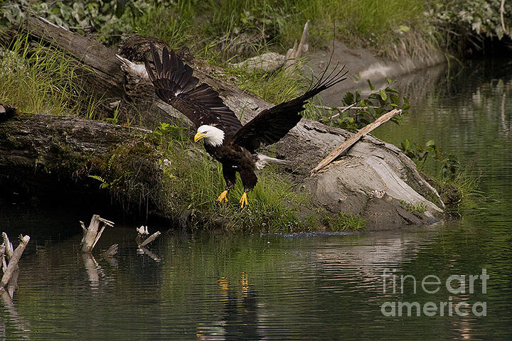 Bald Eagle #1283 Photograph by J L Woody Wooden