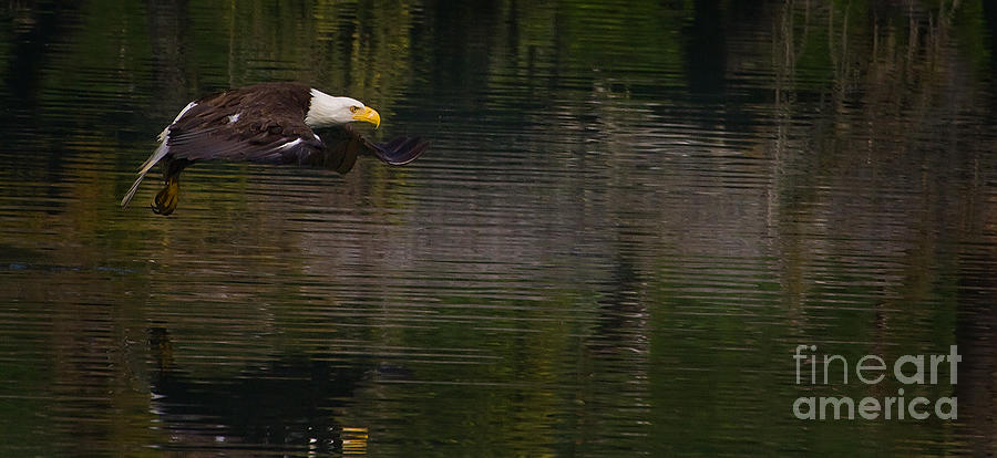 Eagle Photograph - Bald Eagle #1307 by J L Woody Wooden
