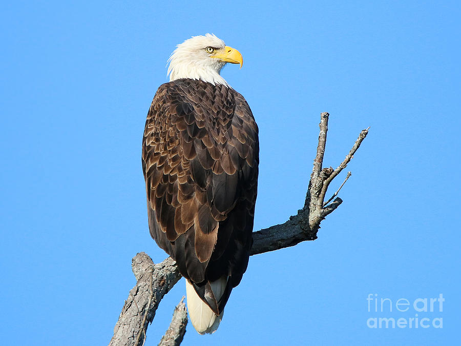 Bald Eagle 1348 Photograph by Jack Schultz