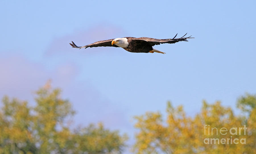 Bald Eagle 1421 Photograph by Jack Schultz