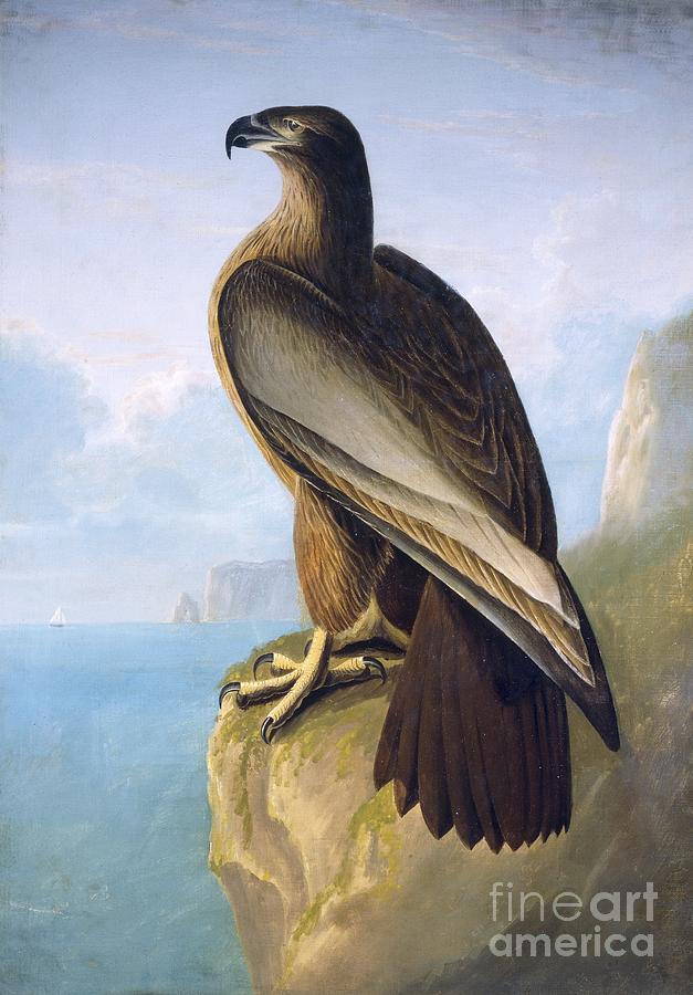 Bald Eagle, 19th Century Photograph by Natural History Museum, London