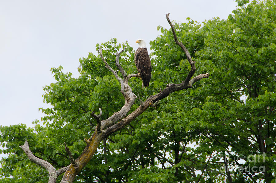 Bald Eagle 2 Photograph by Cassie Marie Photography