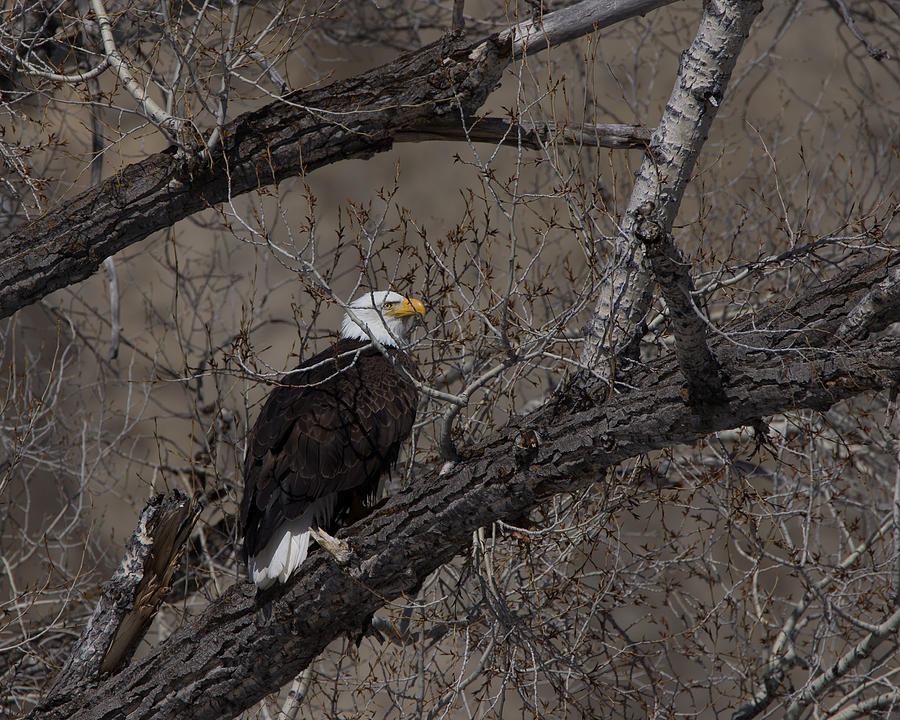 Bald Eagle 2 Colorado Photograph by Ernest Echols