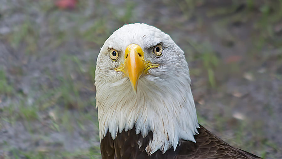 Bald Eagle 2 Photograph by Kenneth Albin