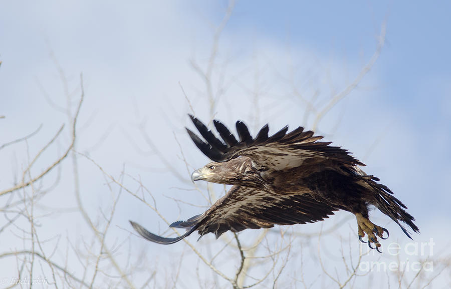 Bald Eagle Photograph - Bald Eagle 2 by Linda Rich
