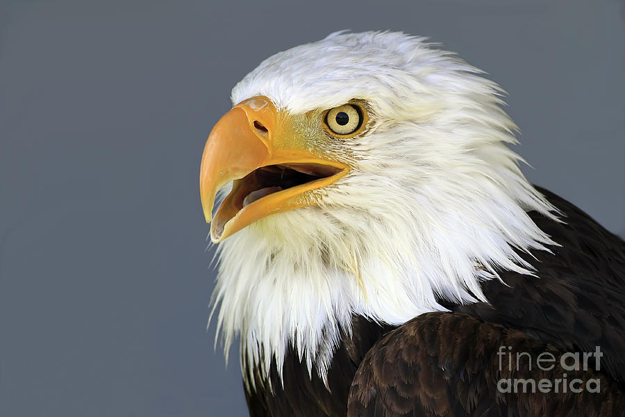 Bald Eagle 2 Photograph by Teresa Zieba