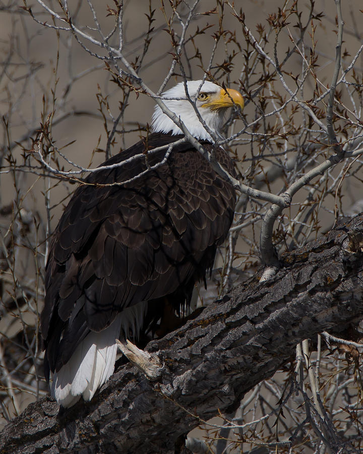 Bald Eagle 3 Colorado Photograph by Ernest Echols